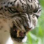 leopard3