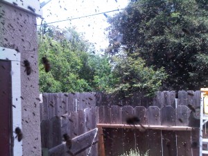 IMG00052-20100417-1339