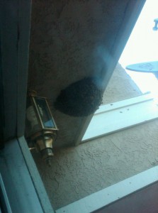 bees
